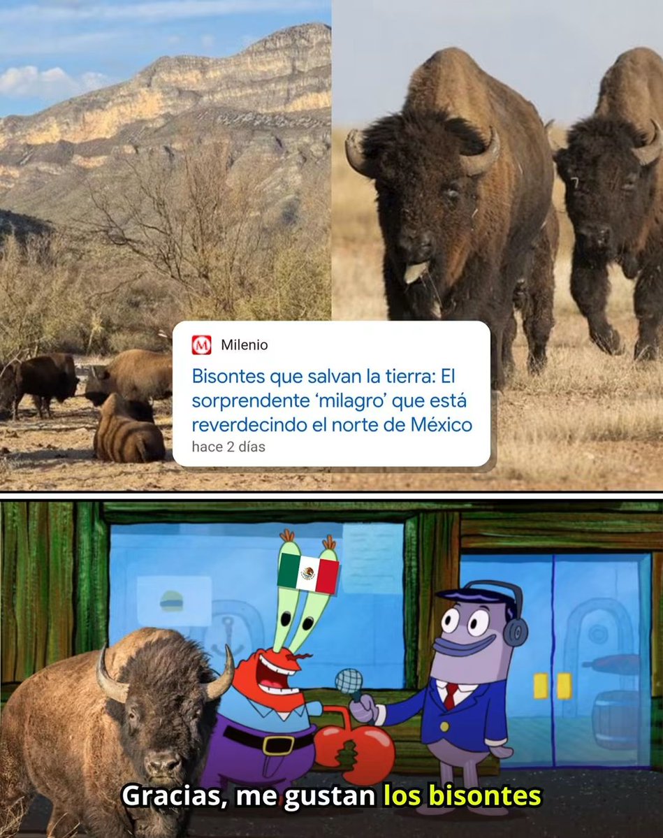 En_jupiter_'s tweet photo. Los bisontes que fueron reintroducidos a Coahuilan han impulsado la recuperación del ecosistema en Cuatro Ciénegas.

Gracias a la orina, heces, y pisadas de los bisontes, los suelos, pastizales y ciclos del agua han comenzado a recuperarse.

También otras especies como pumas, linces y pecaríes han regresado al territorio.