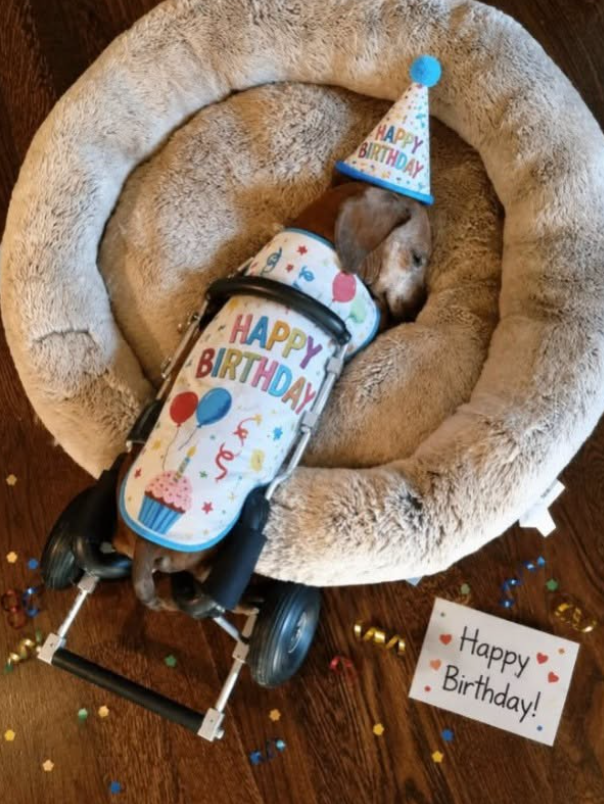 BestinDogs's tweet photo. Send him one ❤️🥰 https://t.co/svRSU8Xadh
