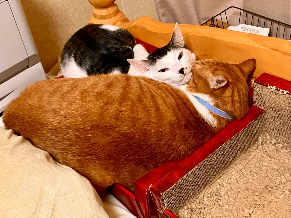 CraneAnge's tweet photo. #おはようございます

#猫  #猫好き #猫がいる幸せ #猫の写真へたくそ選手権 #猫写真 #写真 #猫好きな人と繋がりたい
#キジシロ　#チャシロ
#うちの子　#うちの子
#保護猫

ネッコから皆様におはﾆｬ- https://t.co/R1w3dJ4oAv
