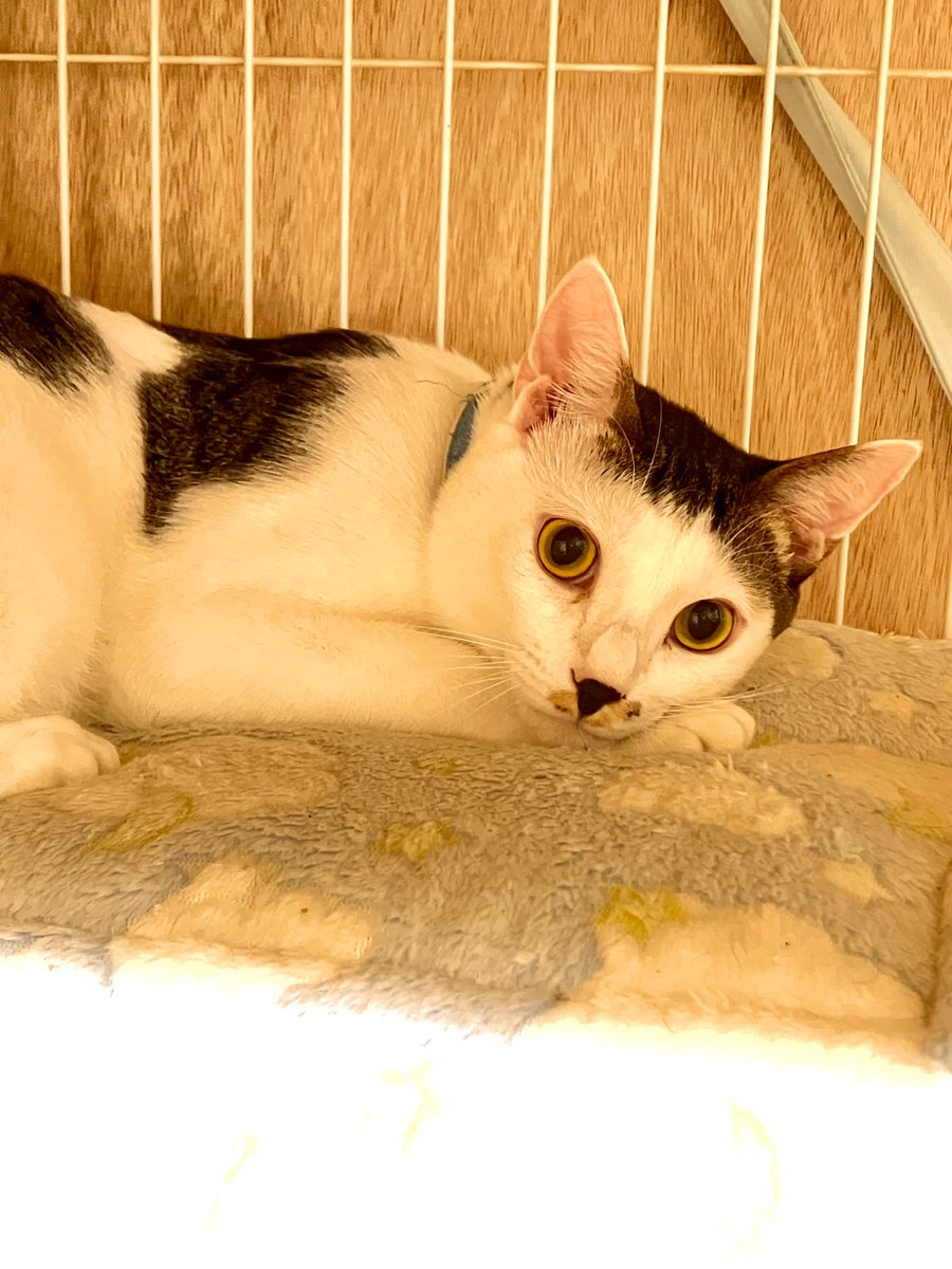 CraneAnge's tweet photo. #おはようございます

#猫  #猫好き #猫がいる幸せ #猫の写真へたくそ選手権 #猫写真 #写真 #猫好きな人と繋がりたい
#キジシロ　#チャシロ
#うちの子　#うちの子
#保護猫

ネッコから皆様におはﾆｬ- https://t.co/R1w3dJ4oAv