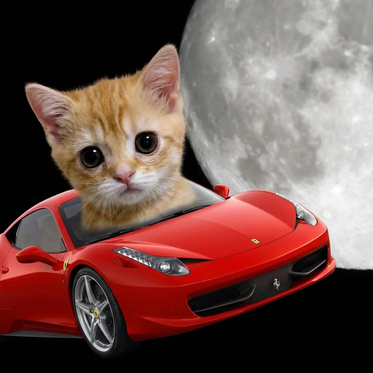 Tacotiger_01's tweet photo. @elgato_hood Gato to the moon https://t.co/Z1sSZFk3De