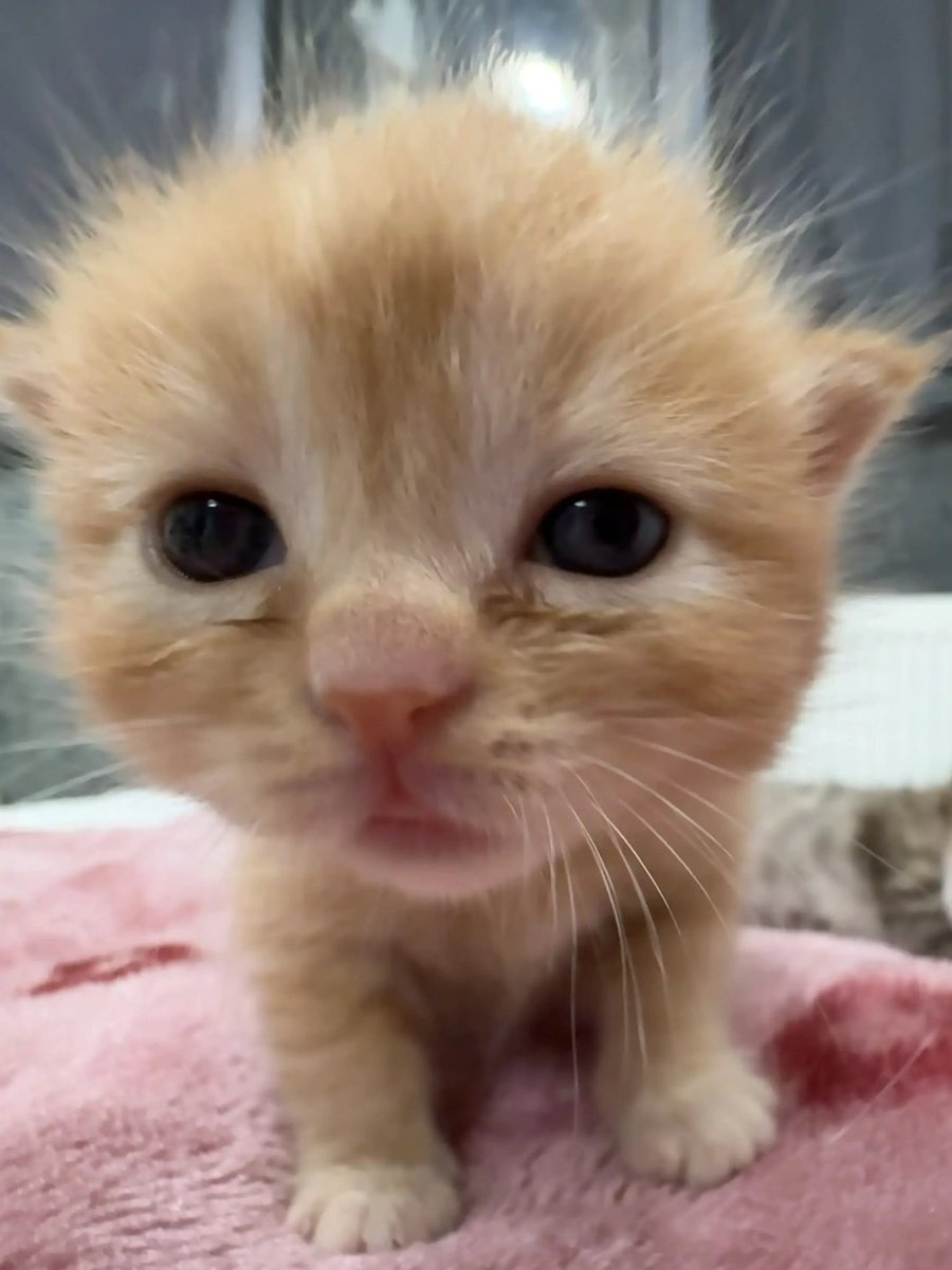 stickydacat's tweet photo. Little Bubby is uncomfortable in his own skin, he wants to be released from his mortal shell and also he would like 1 fishie https://t.co/hfGzhM6Brr
