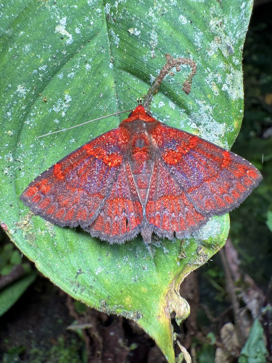 nvolpewild's tweet photo. Moths are literally SO beautiful! 🥹❤️ https://t.co/uWjzrHLR5q
