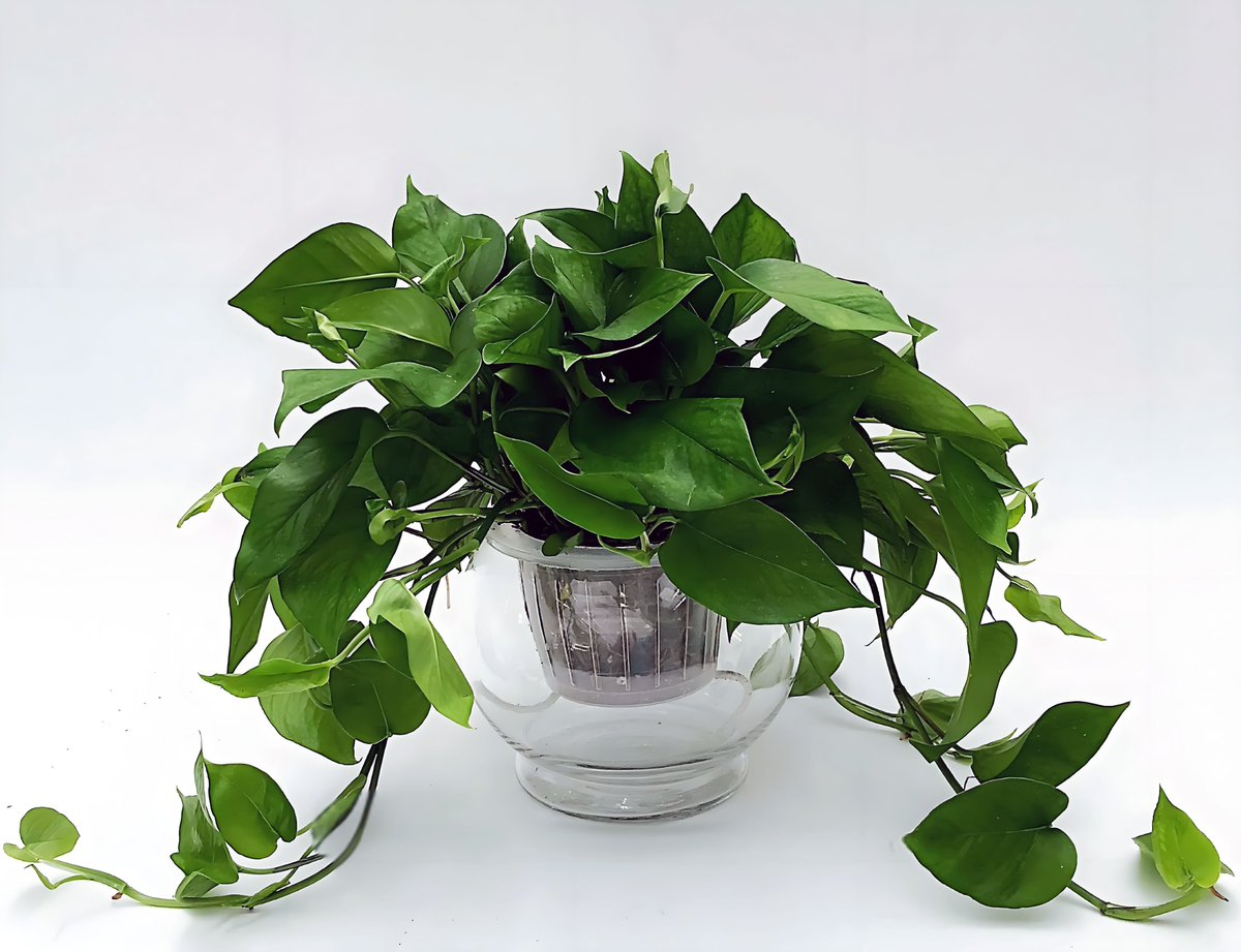 StevenD97678764's tweet photo. Pro tip for your pothos! Let the top 2 inches of soil dry out completely before watering—this keeps leaves lush u0026 avoids root rot. Even busy plant parents can nail this! https://t.co/uxkP6aTdpw