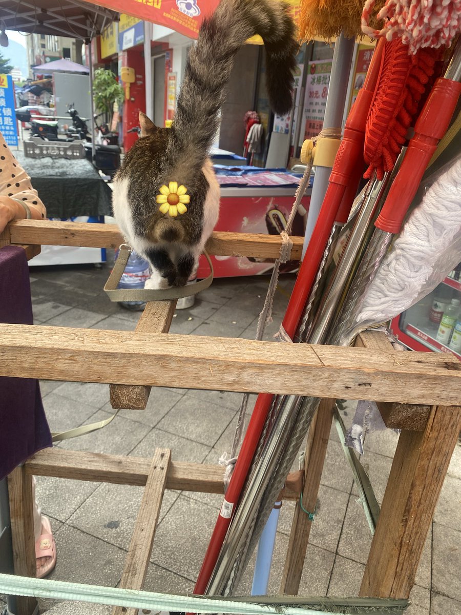 Magelitea's tweet photo. 貓 https://t.co/z1GZl3FfwY