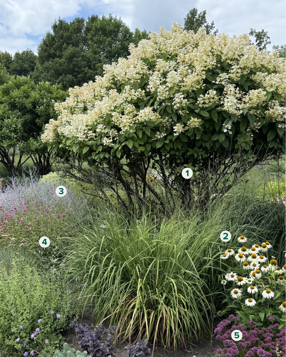 trees_dot_com's tweet photo. Here's one tip for designing a show-stopping garden: Plant a flowering tree or large shrub as a focal point, then layer perennials of different heights around the base of the tree. 

This combination creates a stunning mid-summer landscape. ☀️🌼

#Gardening https://t.co/d2K1vK15JP