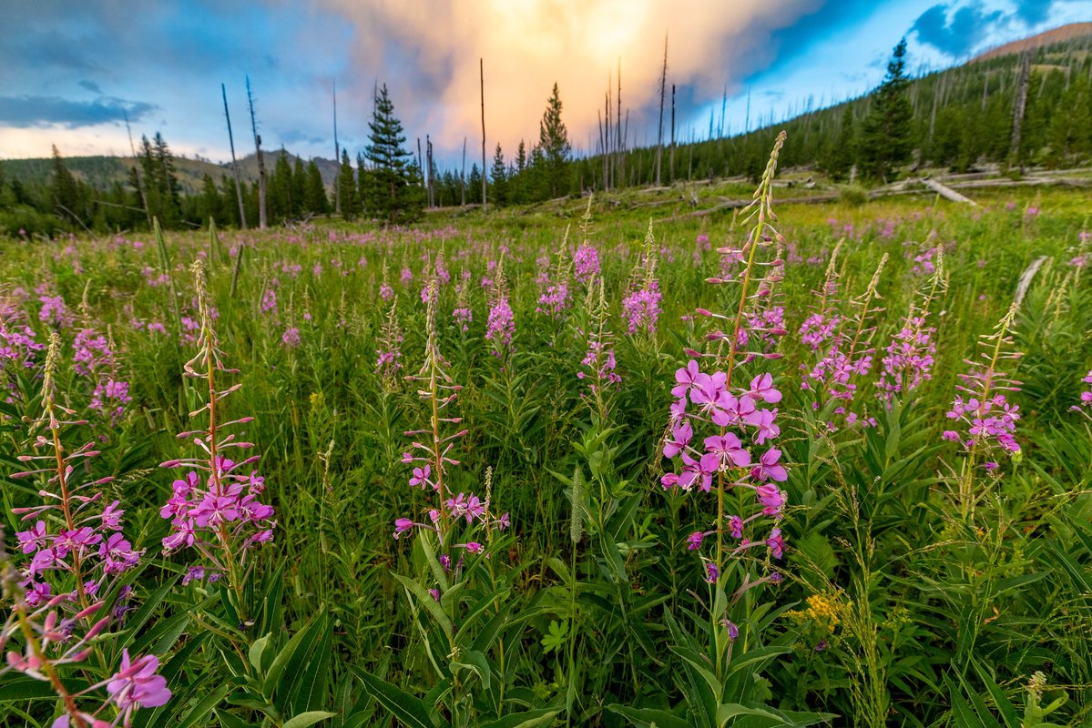 YellowstoneNPS's tweet photo. When the air over the mountains is hazy with distant wildfire smoke, the grass has turned a crunchy brown, and most of the wildflowers have gone to seed, another colorful show awaits: fireweed.

It’s hard to miss with tall, straight, stems and bright pink blooms. It will still be conspicuous in autumn when the green leaves have turned crimson and pink blooms have changed to thousands of white fluffy seeds blowing in the breeze.

👉 For more late-blooming Yellowstone wildflowers, check out: https://t.co/s5dsivHLBC