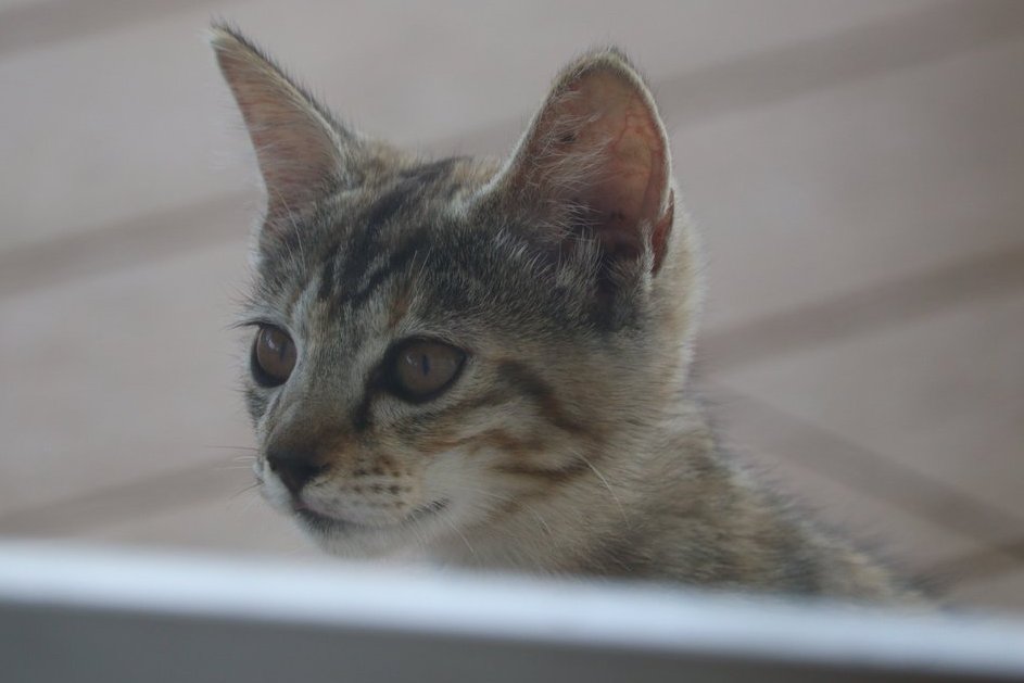 hatosyepusuto's tweet photo. ＃土師ダムサイクリングターミナル　
＃土師さくら亭　＃保護猫
猫・子ネコちゃん達がたくさんいます
家族として迎えてくれる優しい里親さん募集中❣

店内には　
神楽グッズ・缶バッジ・「ひとはのドーナツ」ポップコーン・ポン菓子などの地元のお菓子・ワンちゃんの（犬）のおやつ・炭グッズなどが販売中

近くには「のどごえ公園」（写真右下）があり広い芝生広場があります　

無料駐車場あり

土師さくら亭には
様々なホテルや有名な「庭園の庭・石亭」料亭で料理長を務めた経歴がある料理長がいて
地産地消にこだわり新鮮な食材を使用したメニューを提供しておられます
ダム湖100選「八千代湖」を見ながら美味しいランチをいただけます
猫はテラスにいるので　店内には入って来ません
猫は気まぐれなので　遊びに行っていていないこともあります
＃広島県　＃安芸高田市　＃保護猫を家族に　＃里親募集中　＃猫
