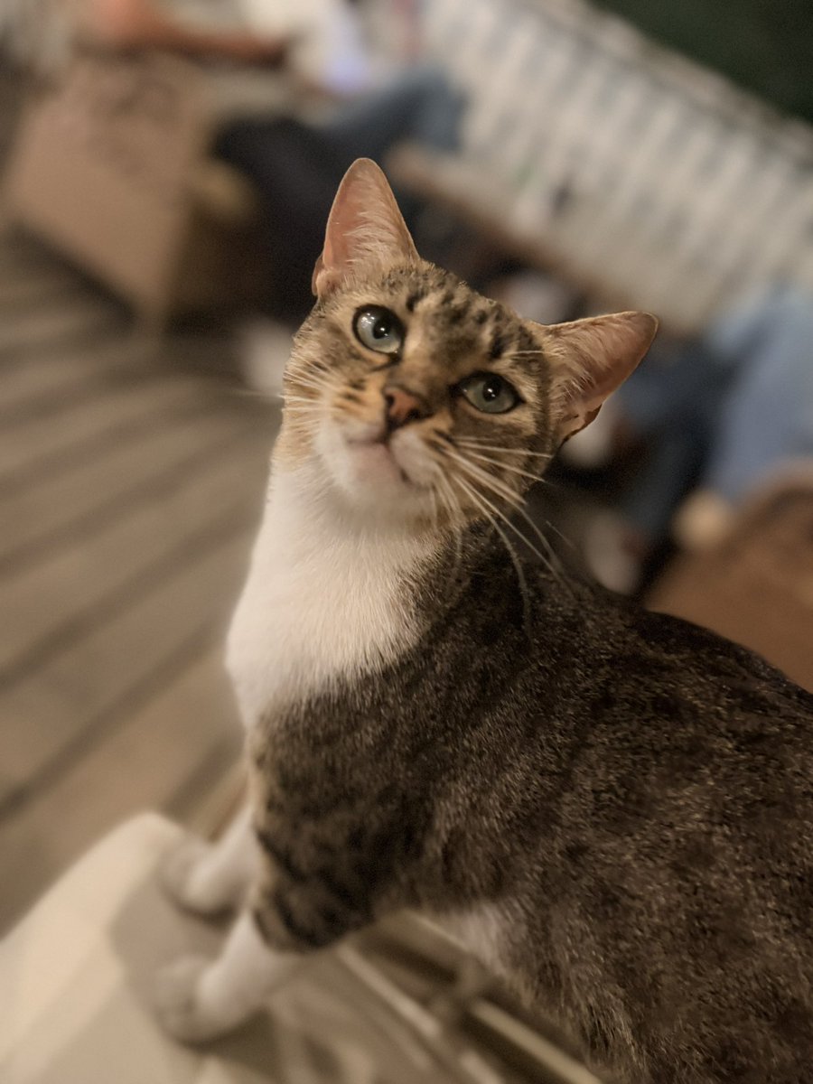 elifffcftc's tweet photo. #Sakarya🐈 https://t.co/GuKi6o3huK