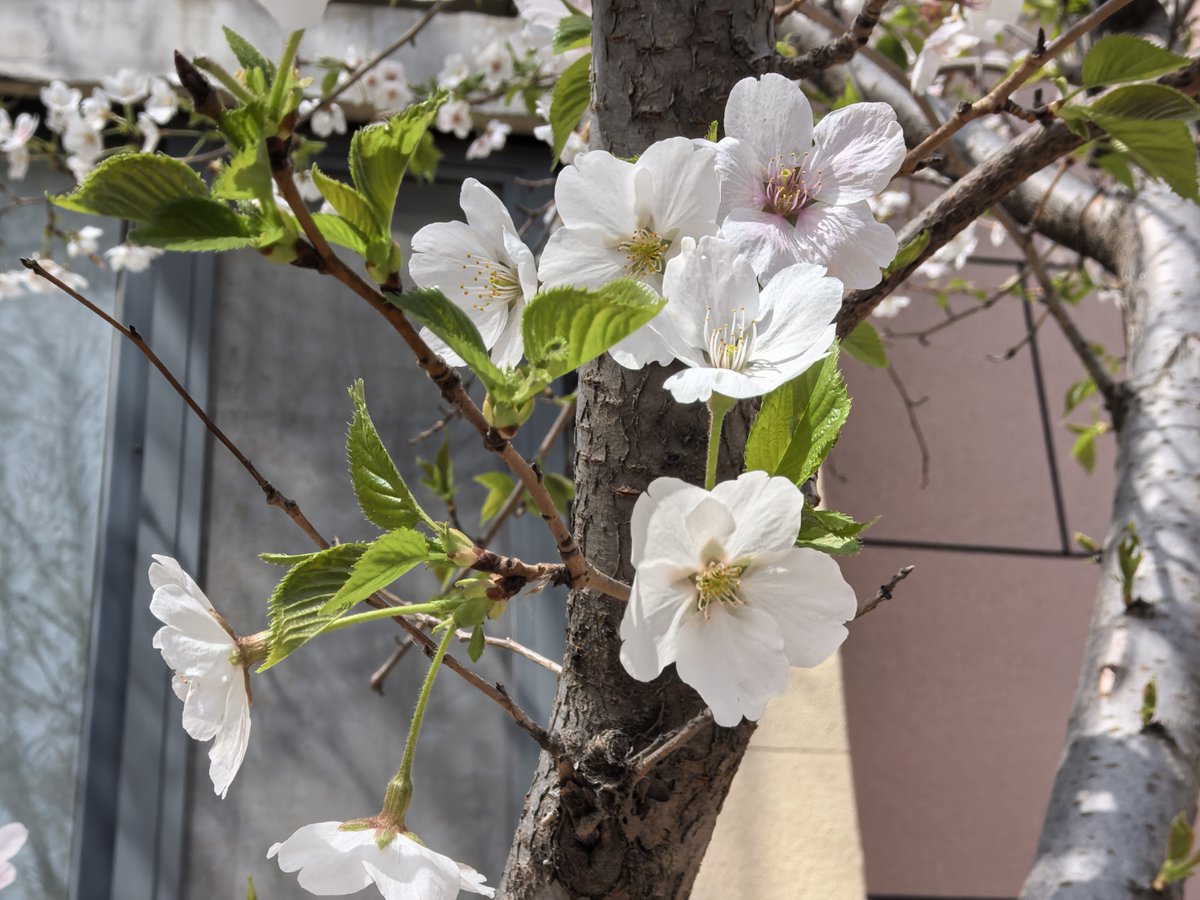 NeiymPhibuly's tweet photo. Blue sky, warm breeze, and blooming flowers — today’s perfect spring day calls for a walk outside! https://t.co/NFyO0MWI20