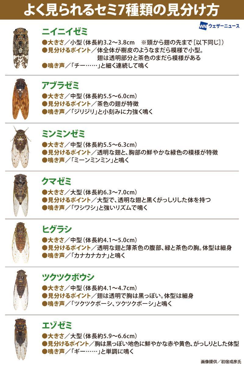 wni_jp tweet picture