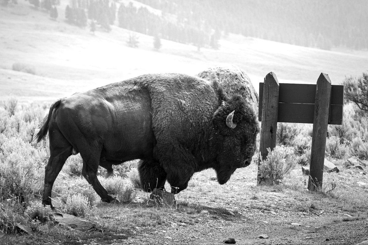 LampeTanner's tweet photo. July Buffalo

@CanonUSA 
@YellowstoneNPS 

#buffalo #shotoncanon #canonphotographer #yellowstonenationalpark #visitwyoming https://t.co/QN04ECepLG