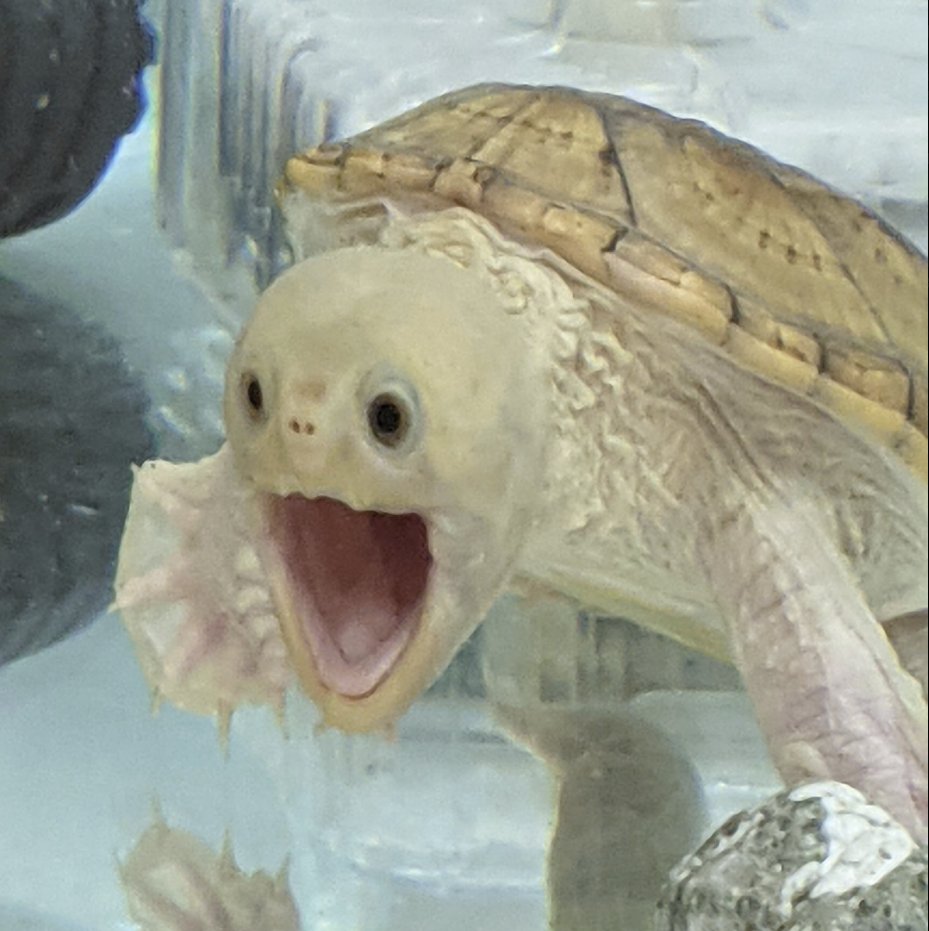 DeclanFogarty10's tweet photo. THIS MEME IS FKN GENNY 🤣🤣🤣🤣
A turtle called "Haru" has become a huge meme for this hilarious photo that was captured of him mid opening his mouth 🤣
Most memeable turtle we've ever had...
OG post from 5 years ago with over 7m views: https://t.co/e6O1ExUghn
Name proof: https://t.co/aZsUJqimuy