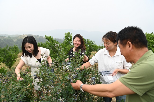 minguyen0701's tweet photo. This season’s fresh wild blueberries are a game-changer! Plump, juicy, no bitter aftertaste—perfect for oatmeal or snacking on the go. 10/10, will restock! https://t.co/K4cSoV5ciS