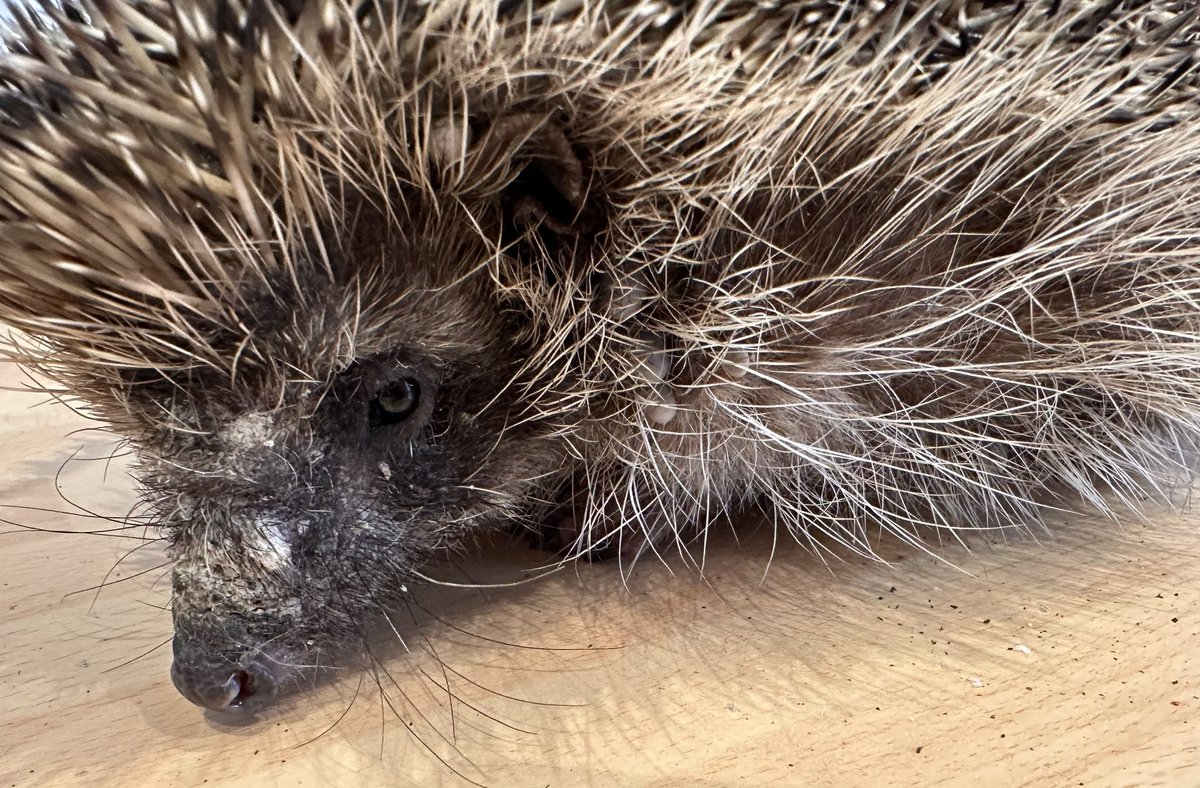 helen_collis's tweet photo. A finder noticed a very itchy hog with ticks on her wildlife camera. She managed to secure him last night. Despite being huge, this poor boy has mange and ringworm, along with clusters of ticks and some fleas. Size isn't an indicator of health.
Treatments started #hedgehog https://t.co/UAzyqzbJVV