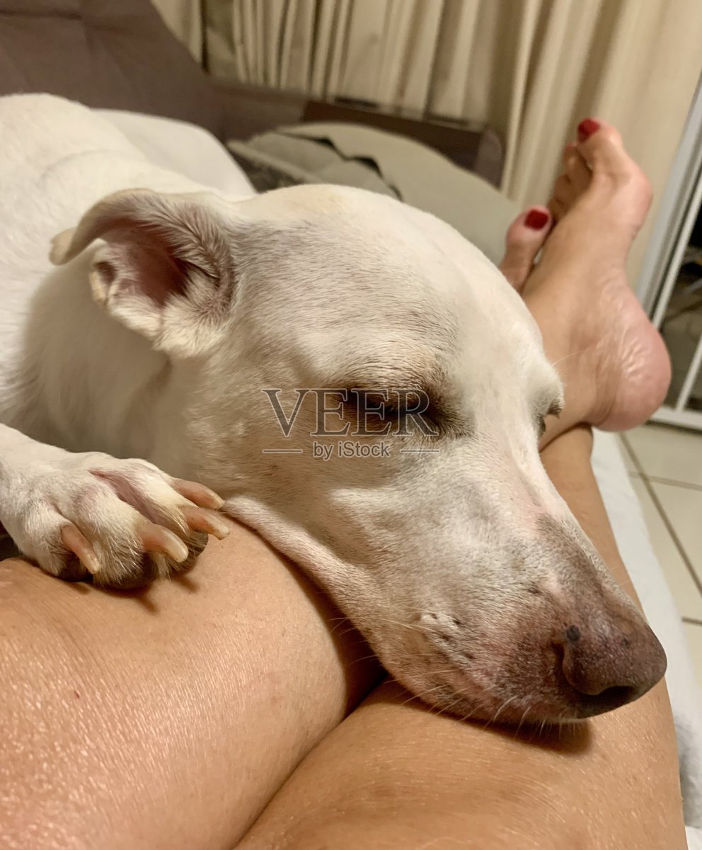WilfrJr's tweet photo. My old pup just curled up on my lap while I worked—best office upgrade ever.  #PetLove #Companionship https://t.co/PJDZUs9Fqs