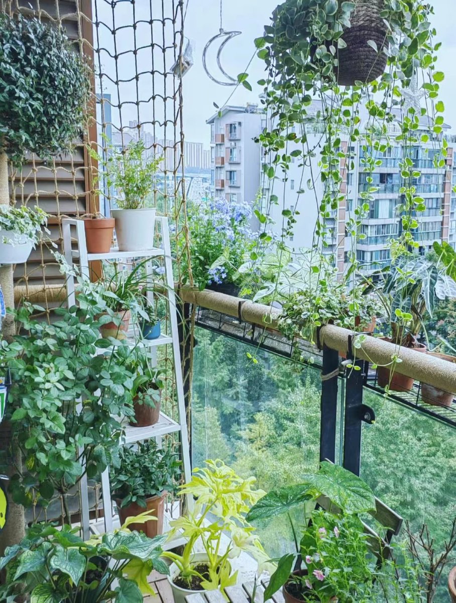 Ruslan26425575's tweet photo. My tiny balcony is now a mini herb garden! Fresh basil u0026 mint for tonight’s pasta  Feeling proud of this little life upgrade.， https://t.co/cumPgROvx6