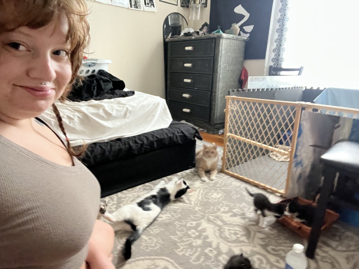 kitquits's tweet photo. kitten update! https://t.co/tItndwQxIi