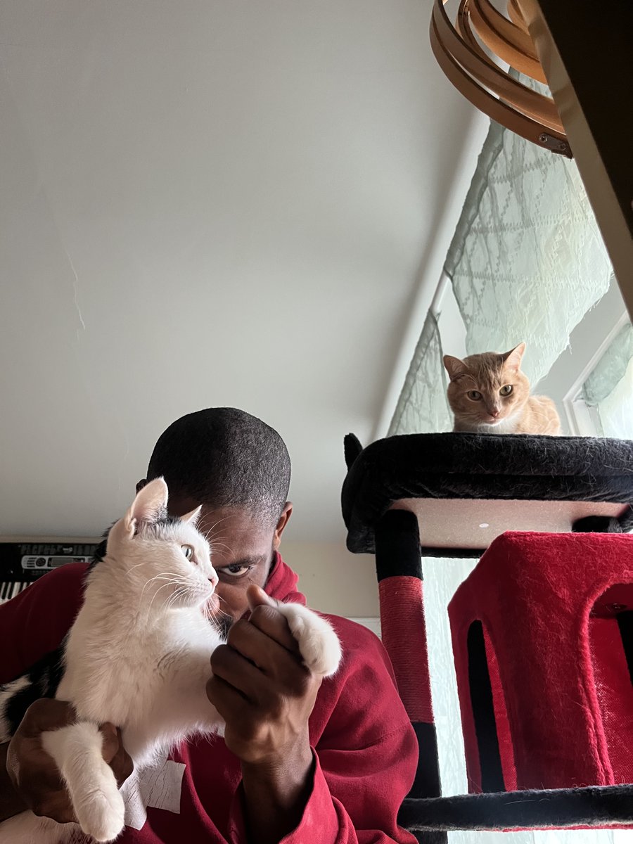 kitquits's tweet photo. kitten update! https://t.co/tItndwQxIi