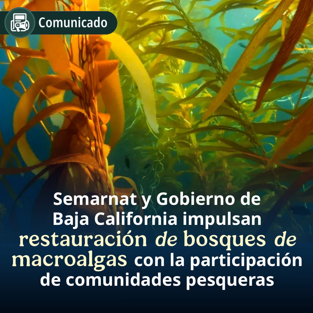 SEMARNAT_mx's tweet photo. 📄 #COMUNICADO | Semarnat y Gobierno de Baja California impulsan restauración de bosques de macroalgas con la participación de comunidades pesqueras.

➡️ https://t.co/LEEjD53yce
#SomosMedioAmbiente https://t.co/fqXlN2J6JM