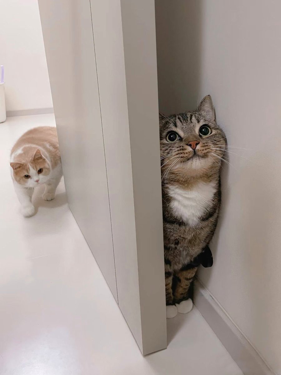 maruon22's tweet photo. 猫曜サスペンス https://t.co/DbfZ3l4VMK