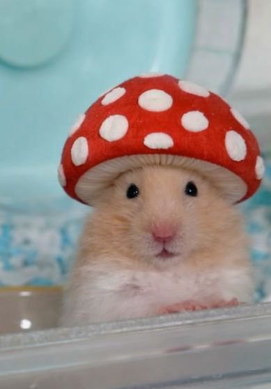 omarashmst's tweet photo. 🍄 https://t.co/LDcx39uG7S