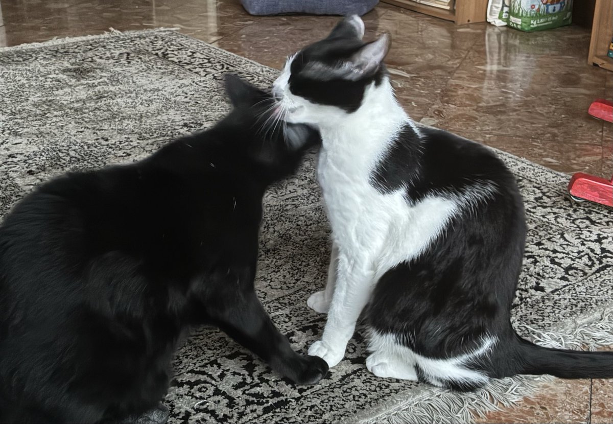 MoscatoNadia's tweet photo. @kkzoel Brutto perché?? Non esistono felini brutti e io già innamorata 💕 si farebbe compagnia con i fratelli Gordon (panterina nera) e Vincent (tuxedo)... https://t.co/aMCCgV8dXs