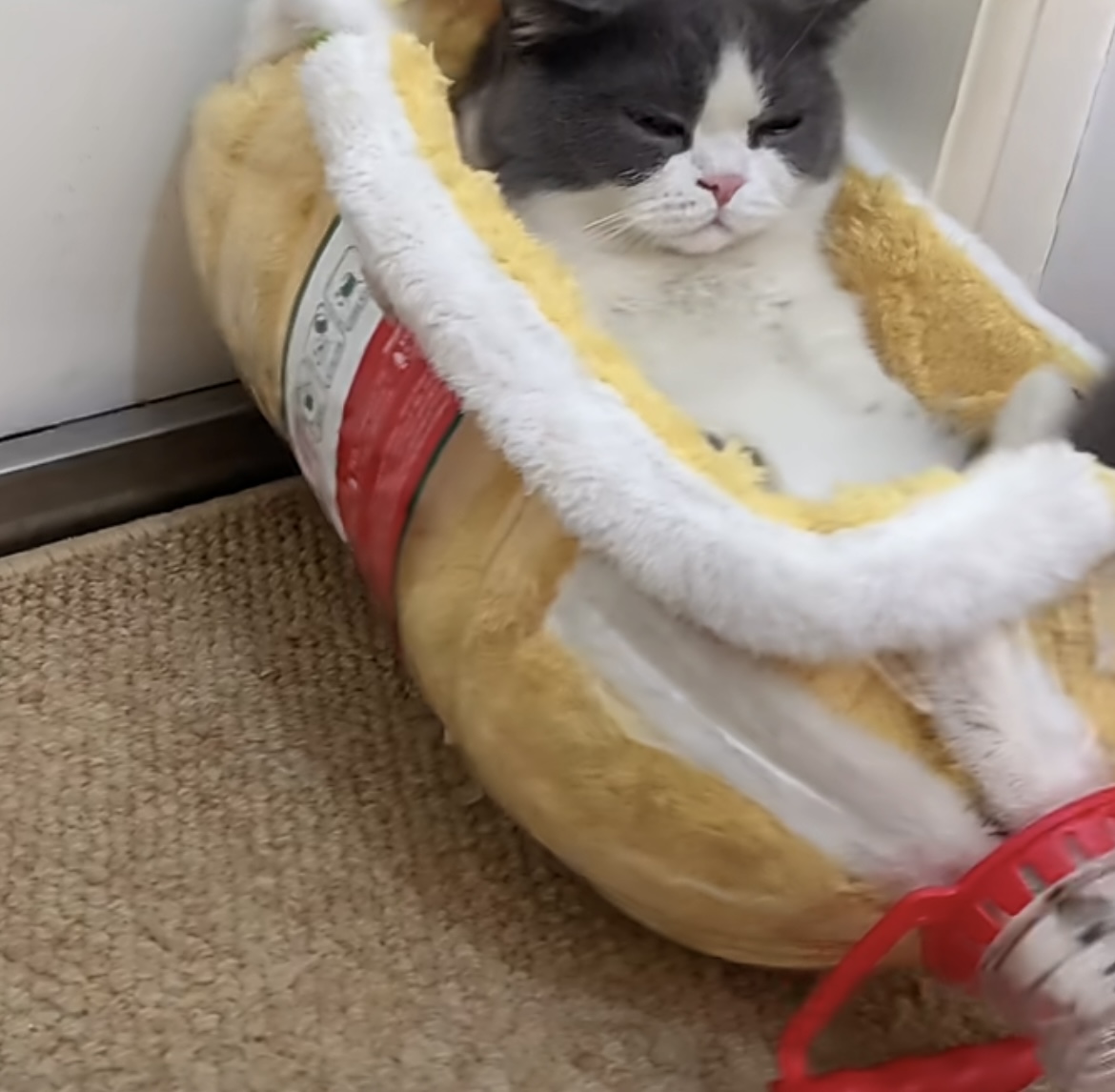 KruIrin's tweet photo. Just found my cat napping on the freshly laundered bed sheets—best (and fluffiest) “fitted sheet” ever. https://t.co/8nAQTXBgZO