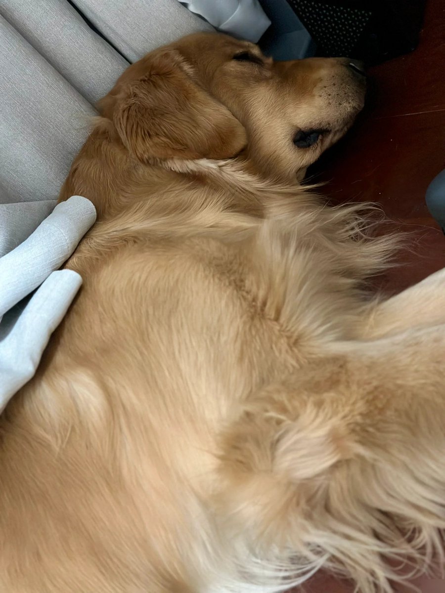 ruche_18's tweet photo. My golden retriever’s quiet snore by my desk makes every workday way warmer.  No need for fancy things—just a fluffy buddy by my side is all I need. https://t.co/VIB3UvgDbA
