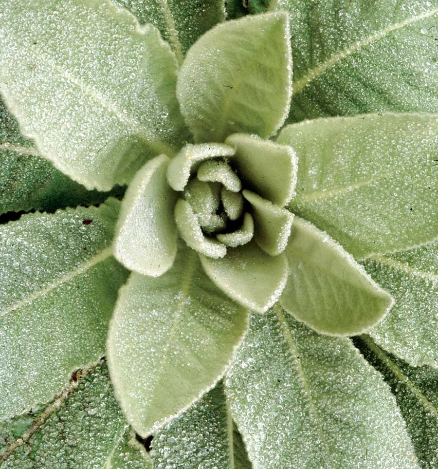 BobbyFreiler's tweet photo. You’ve probably walked past this plant and had no idea that it could cure bronchitis.

It’s called Mullein leaf.

It’s full of saponins, an organic chemical that thins out your mucus and calms inflammation in your airways. The Greeks and Native Americans used it for centuries because its properties soothe coughs and congestion.

If you want to clear your airways in the most natural way, here's what I would recommend:

- Steep 1–2 tsp of dried leaf for 10–15 min, then strain it through a cloth
- Pair it with honey, lemon
- Or lean over a hot bowl of it with a towel on your head and breathe the steam in

It's gentle, it's something you can take consistently, and you can probably find it growing in a ditch somewhere near you.
