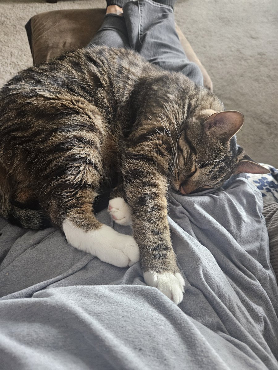 ojihozo's tweet photo. Happy Caturday  🐱 https://t.co/cFrVkBFtIA