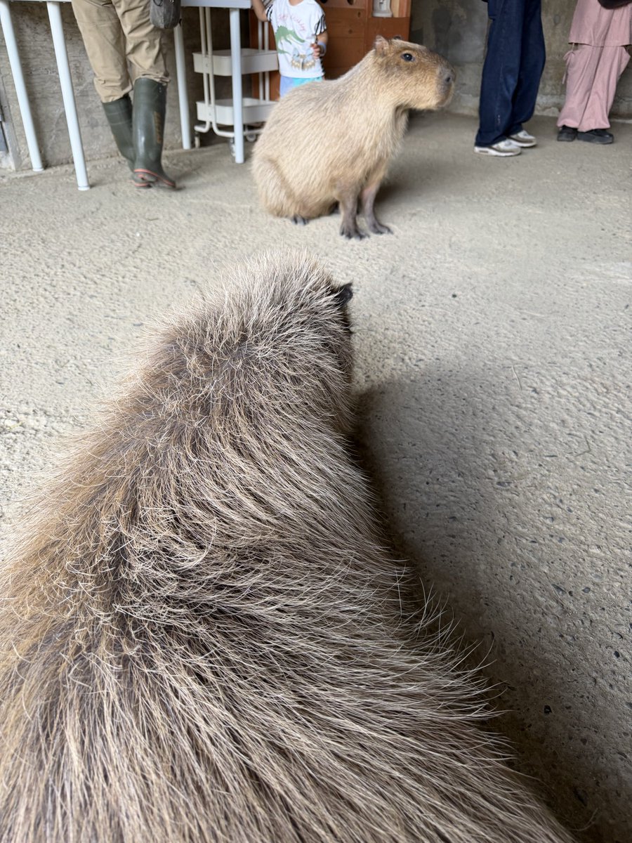 ヒマラヤマーモット：ヘソ天 #マーラ：ビビり #カピバラ：くすぐったい