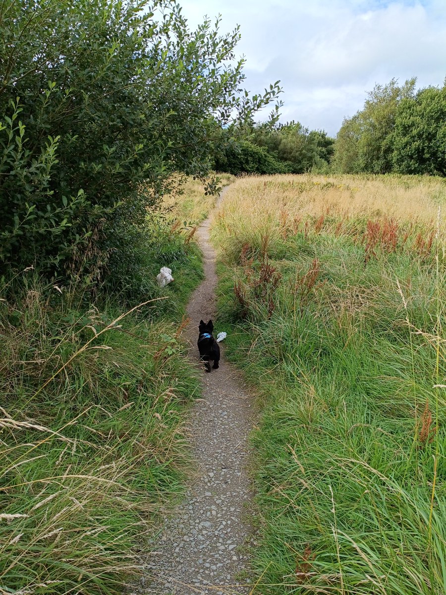 prince_ally1's tweet photo. Summer walkies with my two skallywags https://t.co/mtdp3I5ufb