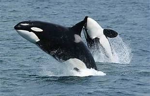 AJMSports's tweet photo. 12 Insane Facts About Orcas

Orcas are actually the largest members of the dolphin family, not whales at all — "killer whale" is a misnomer that stuck after sailors watched them hunt in packs.

Female orcas are one of only a handful of known species — alongside humans, belugas, narwhals, and short-finned pilot whales — that go through menopause and live decades past their reproductive years.

Research on Pacific Northwest orca pods found that post-reproductive grandmother orcas disproportionately lead their pods, especially in years when salmon are scarce — and their presence measurably improves their grand offspring's survival.

In 1987, a single female orca in Puget Sound started wearing a dead salmon on her head like a hat. Within weeks, the behavior spread through three entire pods — then vanished by 1988.

In October 2024, an orca named Blackberry was spotted wearing a salmon hat again — the trend's first reappearance in 37 years, and researchers suspect some participants may be the same individuals who started it as calves in the '80s.

Orcas have no natural predators of their own — they sit so firmly at the top of the ocean food chain that adult orcas have essentially nothing to fear except humans.

Killer whales have been documented hunting and killing great white sharks specifically to extract and eat their livers, sometimes leaving the rest of the carcass largely untouched.

In 2024, researchers confirmed orcas hunting whale sharks — the largest fish on Earth — a predator-prey pairing scientists had barely ever documented before.

Each orca has a unique gray "saddle patch" behind its dorsal fin, as individually distinctive as a human fingerprint, which researchers use to identify specific whales in the wild for decades.

Different orca populations have entirely different diets, hunting techniques, and vocal dialects passed down through generations — behavior distinct enough that scientists classify it as culture, not just instinct.

A newborn orca calf weighs around 180 kilograms (nearly 400 pounds) at birth — roughly the weight of a motorcycle — after a gestation period of about 16.5 months.

Orcas sleep with only half their brain at a time, a state called unihemispheric sleep, which lets them keep swimming, breathing, and staying alert to danger even while resting.

Which orca fact surprised you most — the salmon hats, or that they specifically hunt great whites for the liver?