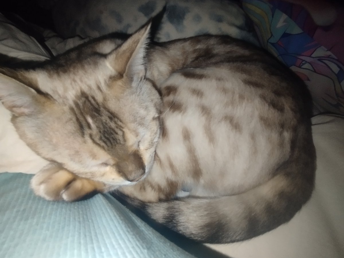 misat0sann's tweet photo. i actually love my kitty bro i Love him so much im gonna pin him i love you i love https://t.co/l8K2DCZxx7