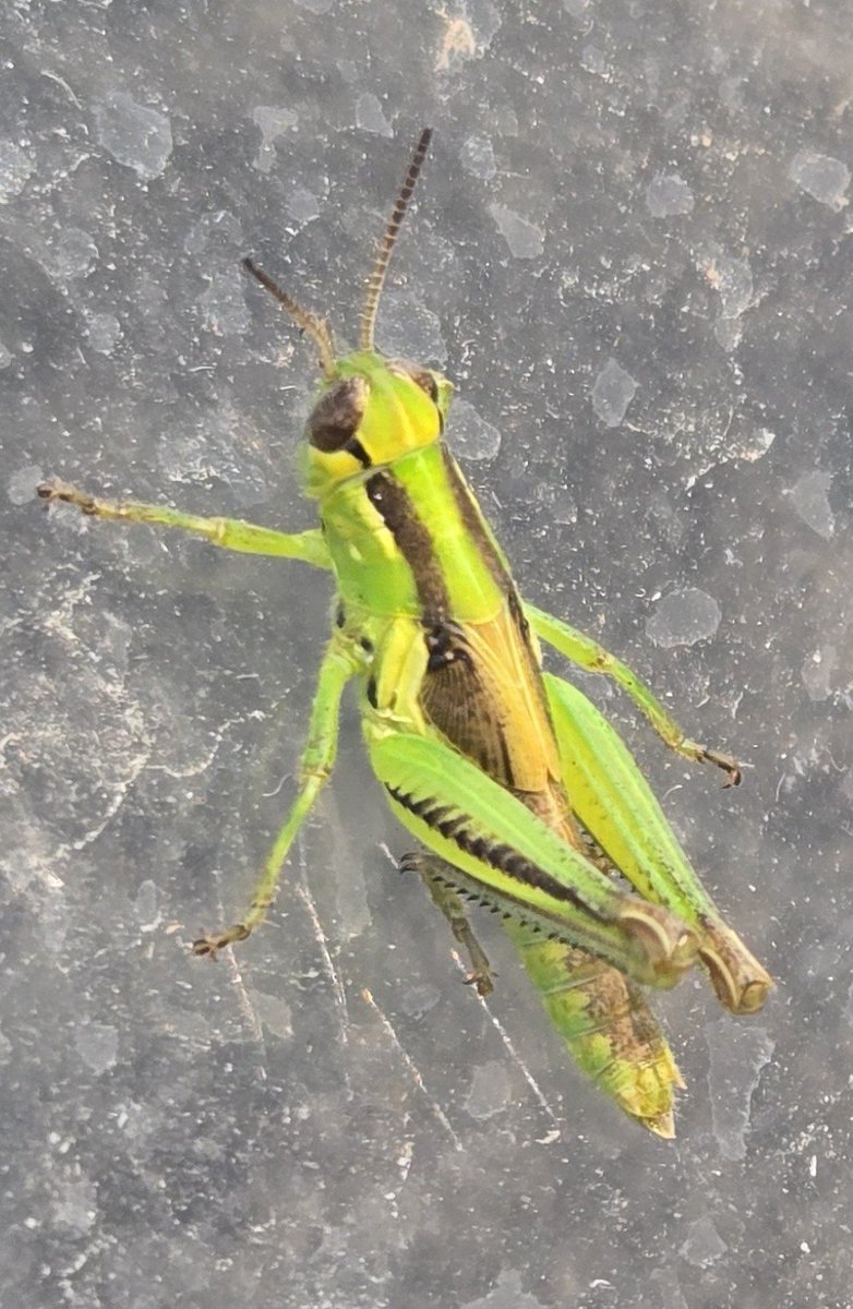 Mickeypaws1's tweet photo. @Hedgewatchers So much to choose from the machine π
Been relaxing all afternoon π΄
Mom excited as she saw this baby cricket π¦ β€οΈ
Must show you all a photo
Thank you for a lovely day at #HCCafe #Hedgewatch
Until tomorrow
Stay safe π₯°
π Mickey and crew https://t.co/NwSzUuy8EZ