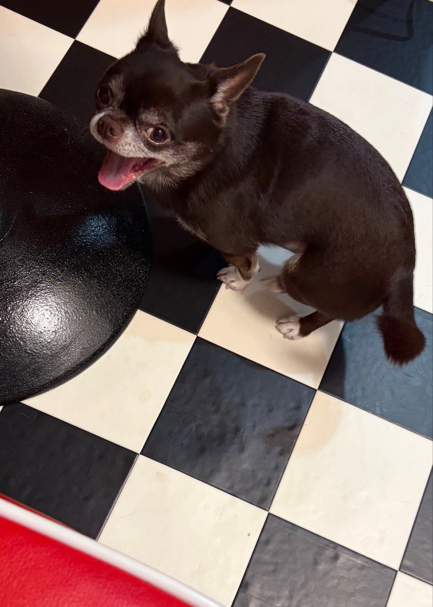 drjoro's tweet photo. 笑うデーモンチワワ

#Chihuahua #ChihuahuaLove
 #ChihuahuaLife
 #DogLovers https://t.co/MvdRlWra4T