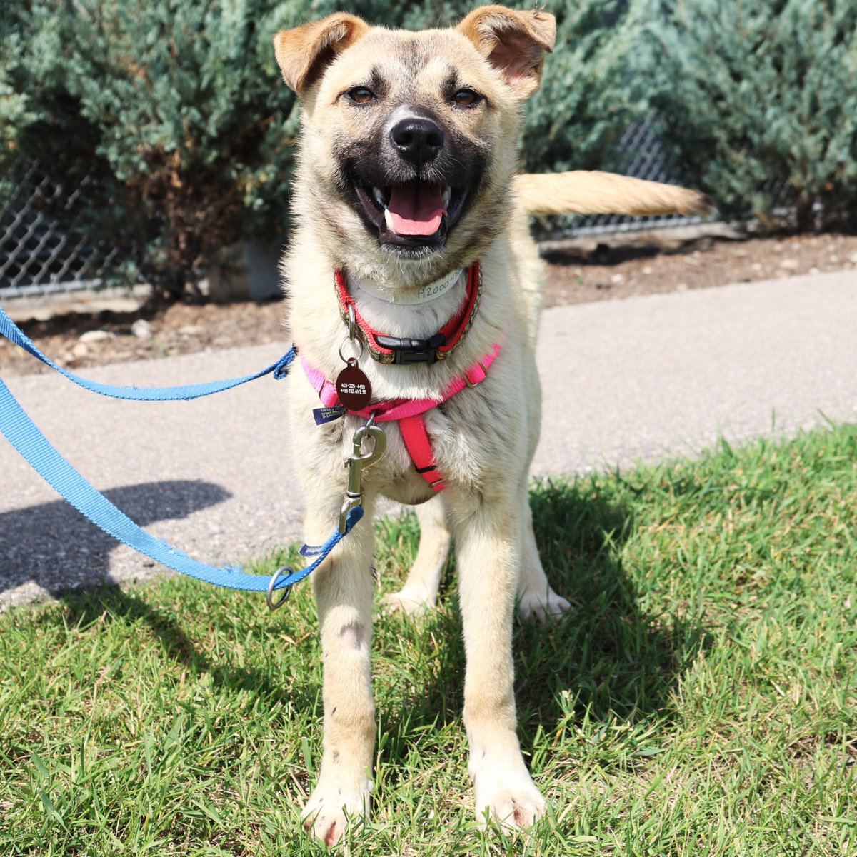 CalgaryHumane's tweet photo. 🐶 If you have a social pup that loves to make friends, try our adolescent play classes! 

This single session class gives valuable insight into how we can keep playtime engaging, healthy, and exciting 😃!

Sing up today!
https://t.co/uS2d2xNchg

#DogTrainingTips https://t.co/rLrBuwj9GQ