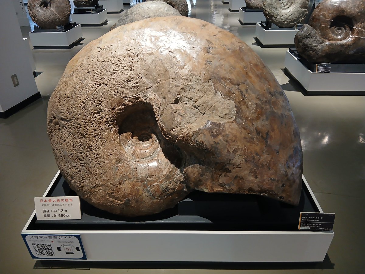 Gf8Wjb's tweet photo. 前のレンタカーが遅いから🐢ちょと寄り道三笠市立博物館😄
アンモナイトいっぱい、最大2.5メートルってでか🤯 https://t.co/Kfmbizrjz6