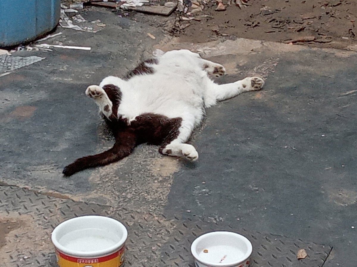 SarahUran12's tweet photo. おはようございます。涼しい？今日は猫も別荘で寝泊まり。飯の後は大トロ全開サービス。 https://t.co/cps9XKaqAL