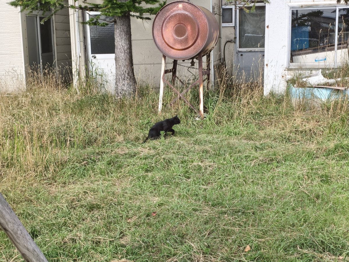 clyesain's tweet photo. 日本最北端の黒猫 https://t.co/G1uUyLThhk
