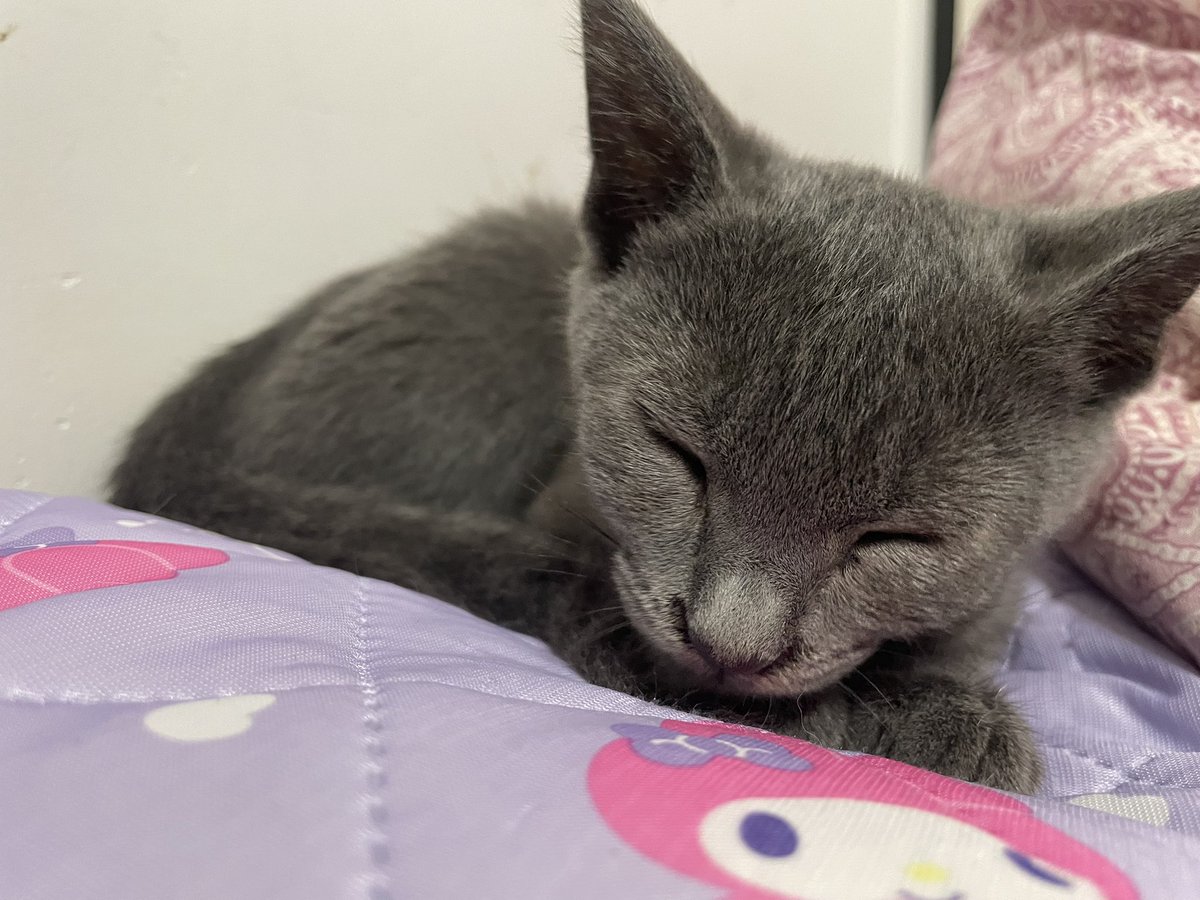 mnst01250125's tweet photo. 仕事行きたくねえ…😭
猫たちと遊んでたいよ😭 https://t.co/7i7mwLXZ5B
