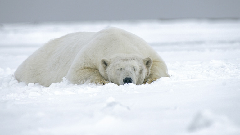 ndtv's tweet photo. Man Fined Over Rs 4 Lakh For Waking Sleeping Polar Bear With Ship Horn https://t.co/uADwU1RpI1 https://t.co/CcZWeti1Kx
