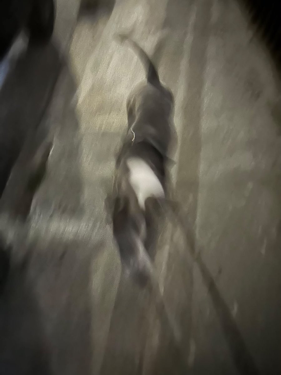 AlertaMePerdi's tweet photo. #ENCONTRADO #GUAYAQUIL
Fecha: 2026-08-15
Sector: Norte, Primer Pasaje 36 NO Y Jorge Maldonado Renella, Mz 154 Urdesa Central,
Sexo: Desconocido
Raza: Parece pitbull
Observación: Tiene pechera como de cuero y en la cara una línea blanca
Contacto: 0984136191
 #AlertaMePerdí https://t.co/TKwIqFzmdq
