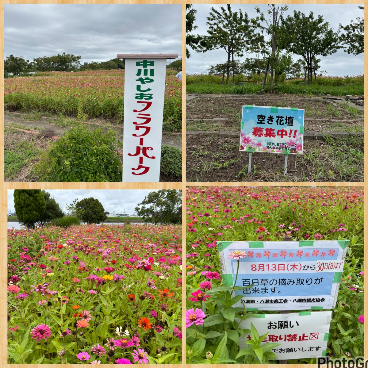 maepon089's tweet photo. 🌼中川やしおフラワーパーク🌻
百日草が満開です。８月３０日（日）まで摘み取りができます。ぜひ足をお運びお楽しみください。#八潮市 https://t.co/l9dFtNJ2r9