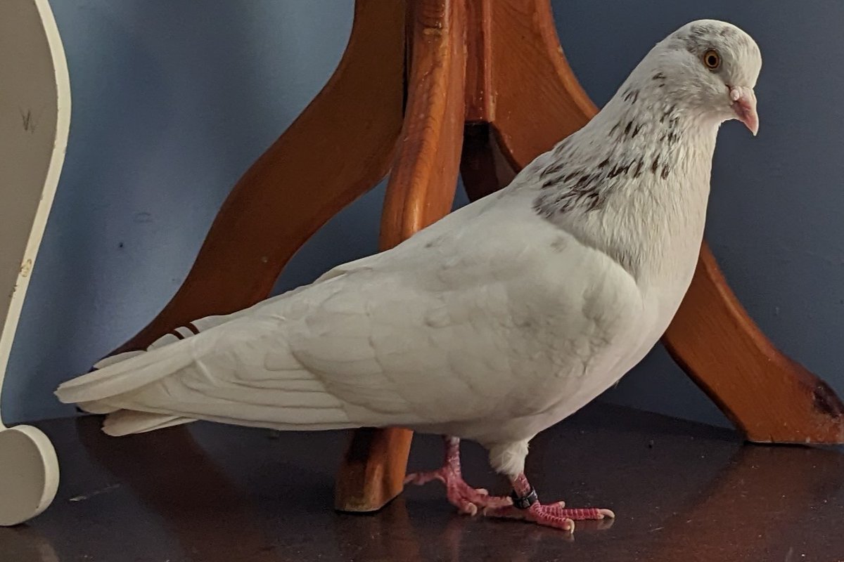 DSmith40's tweet photo. Pants 8/4/26
5th Gotcha Day
NPA 19 8 BS 1865
Tippler
Pied grizzle Ash Red cock
Arrived 8/4/21
PMV Booster 10/19/25
Paratyphoid Booster 4/19/26
Strict Hatch Control Required
Fee: $25
Includes his harness.

Shipping is available within the continental US at the client's expense. https://t.co/aWAzixMOIS