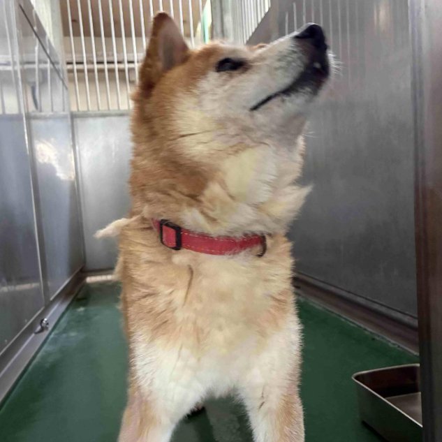 mama88872520's tweet photo. 迎えを待ってます😟お心当たりのある方、教えてあげて🙏
https://t.co/avgrKhR82D
#兵庫県  神戸市  神戸市北区  北区山田町
ヤンゲン先砂防ダム 付近8/10収容   三田市  西宮市
#柴犬 ♂️ 柴系雑種  赤い首輪  #迷子犬  #迷い犬  
三木市    飼い主様・関係者以外の連絡不可です。 https://t.co/5keE7isNSn