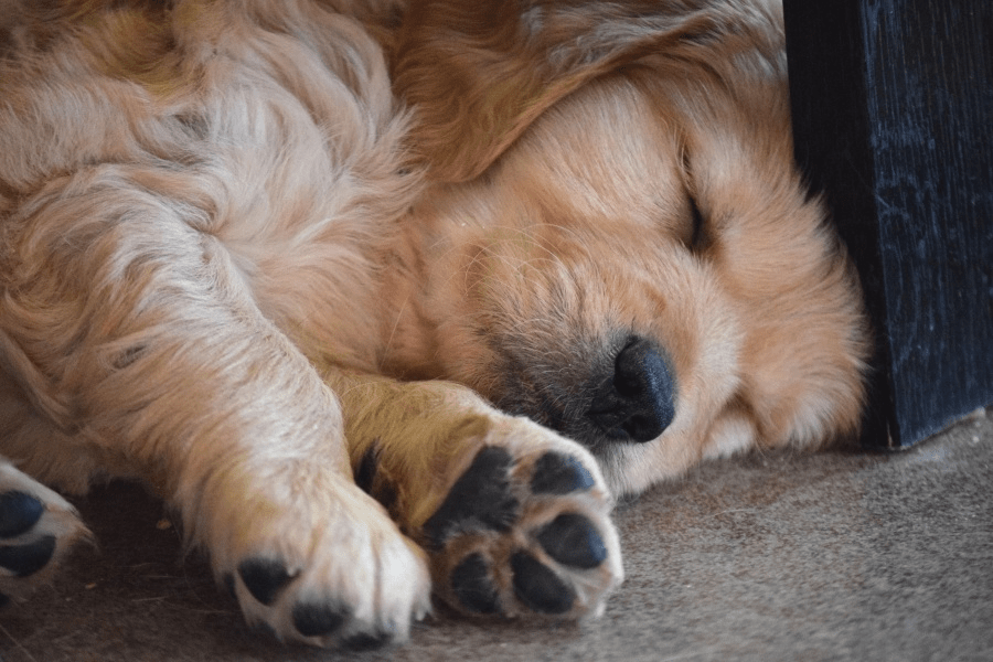 femblem1981's tweet photo. My pup’s snuggles turn every tough day into a warm, happy memory https://t.co/Ra0YloQtnY