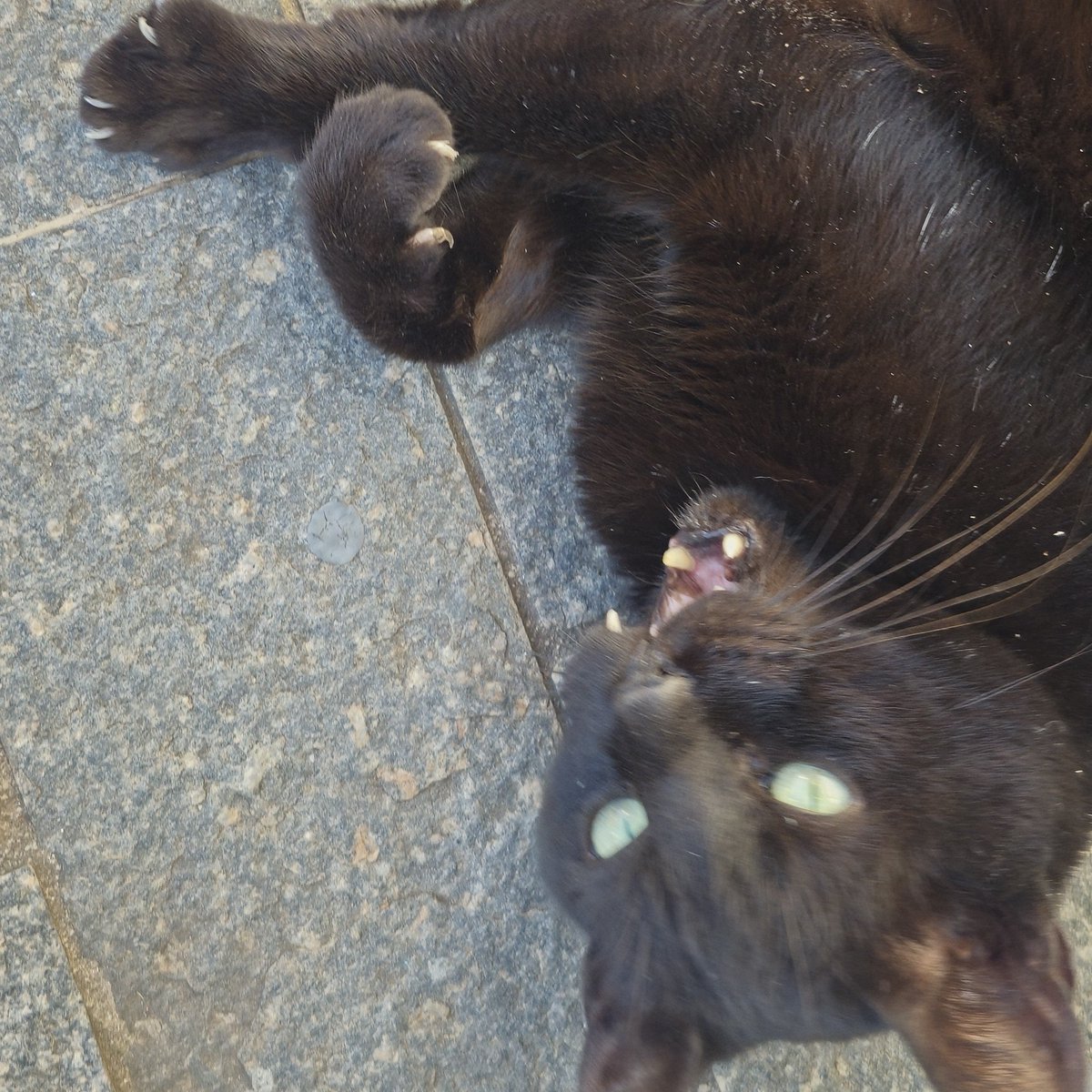 magiccnotes's tweet photo. sequencia de fotos do meu amigo vampiresco carente da silva https://t.co/6m3WJfK8bW
