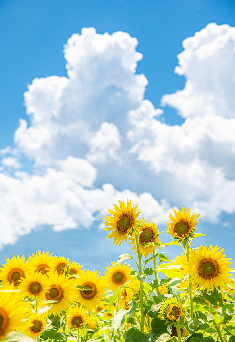 haskap1017 tweet picture